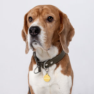 CUSTOMIZABLE PET ID Pet Tags PET ID TAG Gold 
